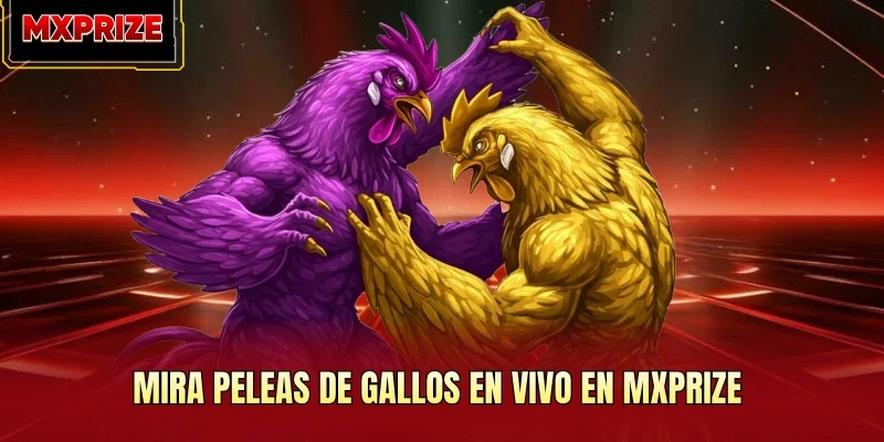 Mira peleas de gallos en vivo en MXPrize